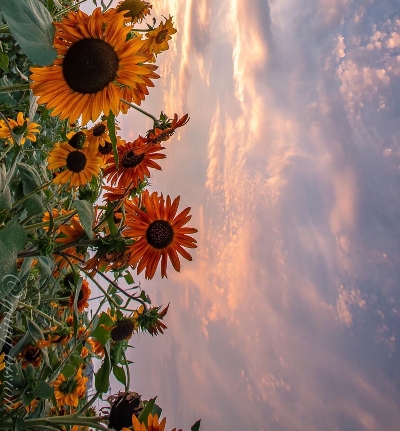 粉象生活365要年年交吗