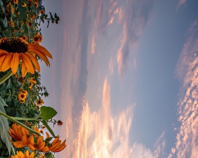 粉象生活零收入