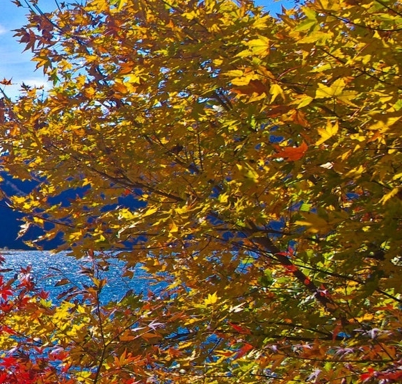 粉象生活邀请码