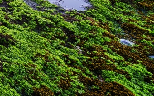 粉象生活真的可以提现吗?