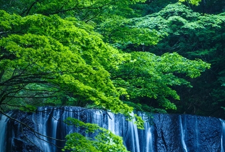 粉象生活下载app