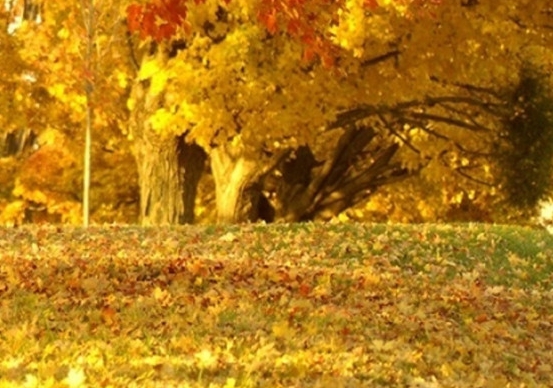 粉象生活赚钱教程