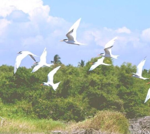 粉象生活能赚到钱吗