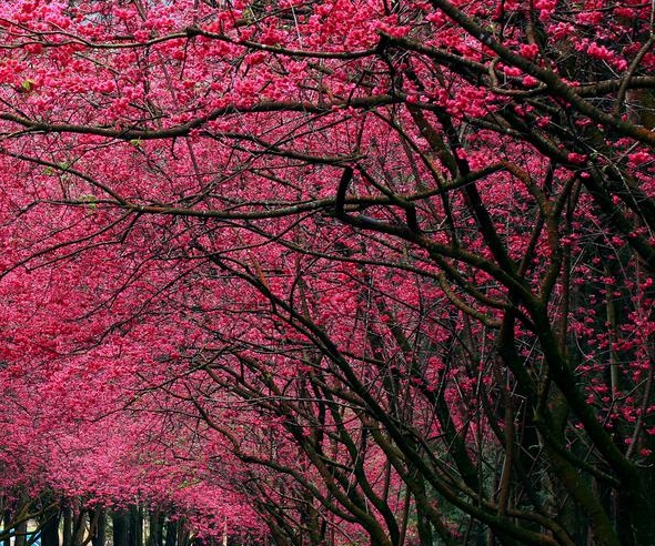 粉象生活怎么赚钱