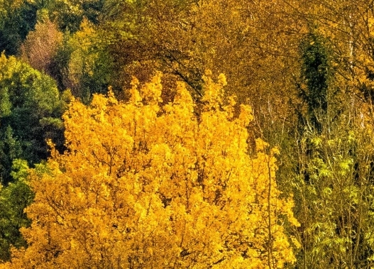 粉象生活邀请人给多少钱