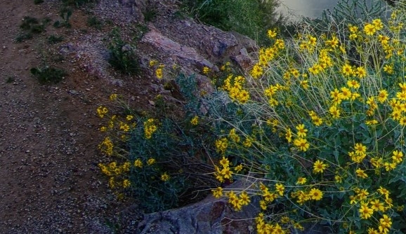 泰国粉象博物馆简介