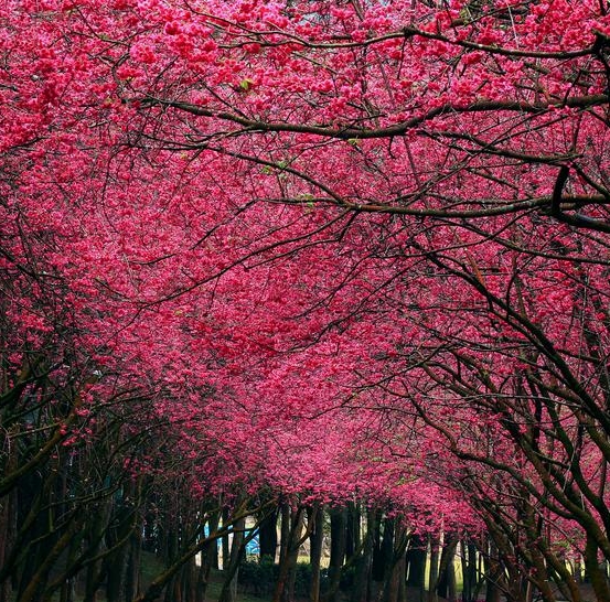 粉象生活多少佣金