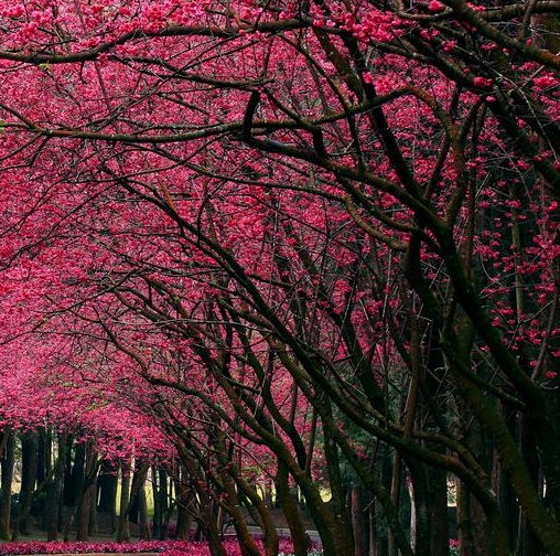 粉象生活未结算收益怎么提现