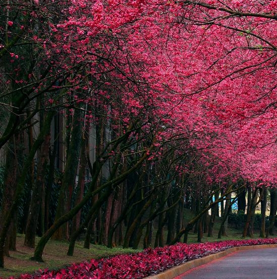 深粉象啤酒说明