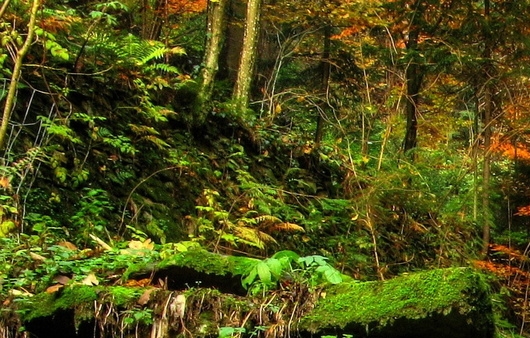 临沂粉象生活积分