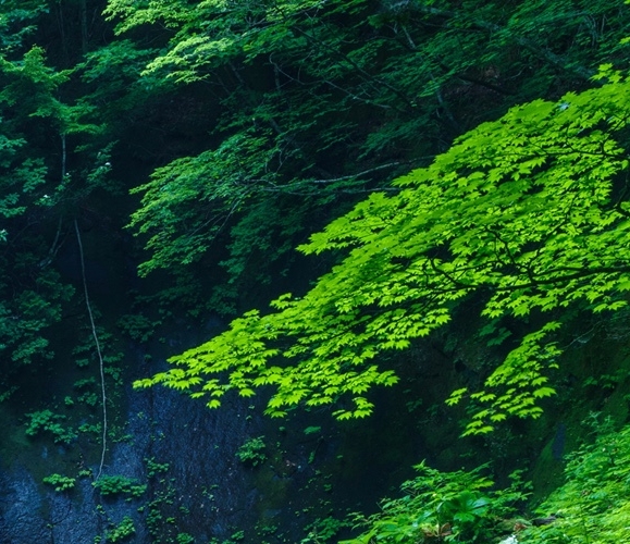 粉象生活下载