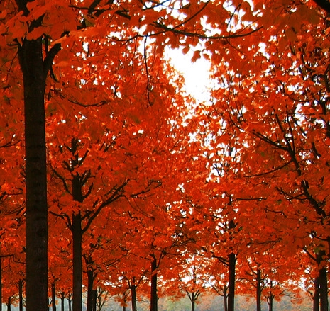 粉象生活是个坑