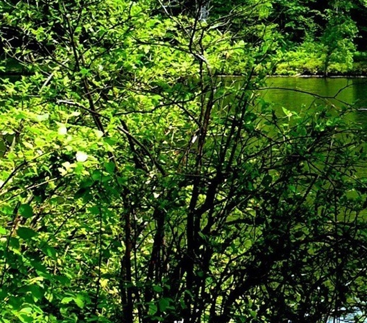 粉象生活里的黄金