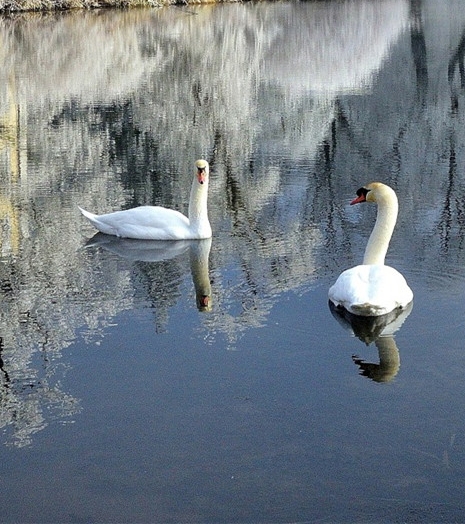 粉象生活粉丝买东西我能赚佣金吗