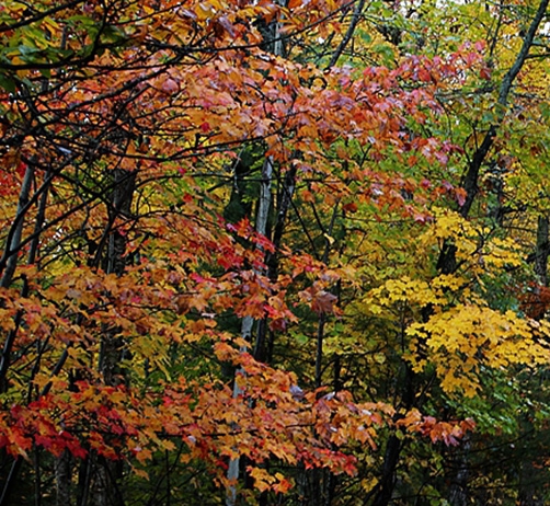 粉象生活购物商店