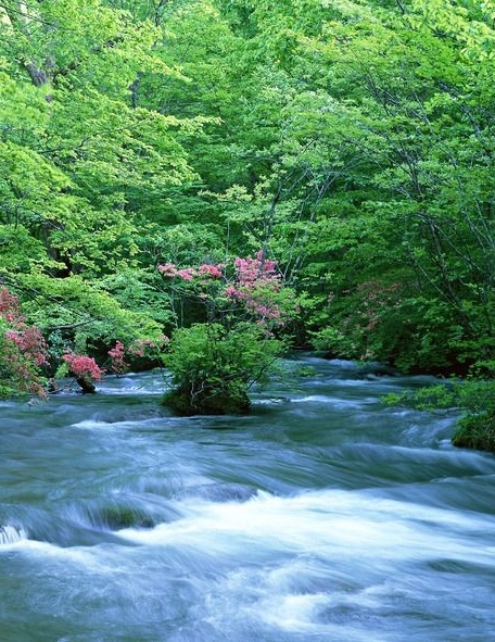 粉象生活选择推广人