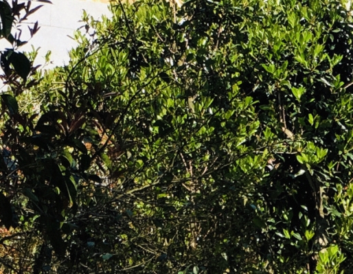 粉象生活如何购买