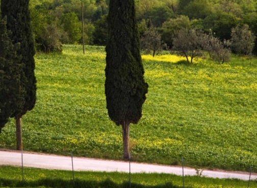 粉象免费赠送vip