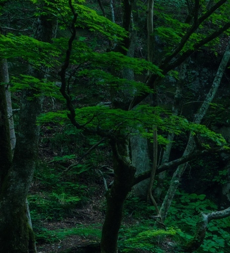 粉象生活邀请码