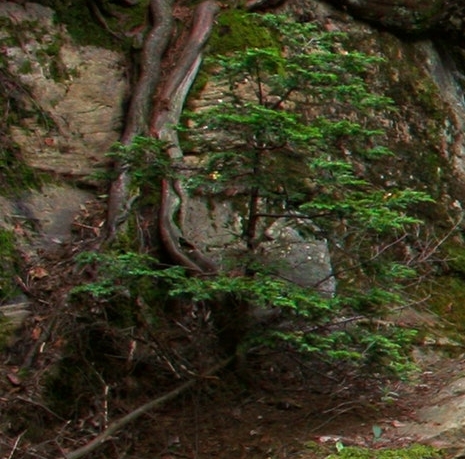 粉象生活加盟费365是什么级别