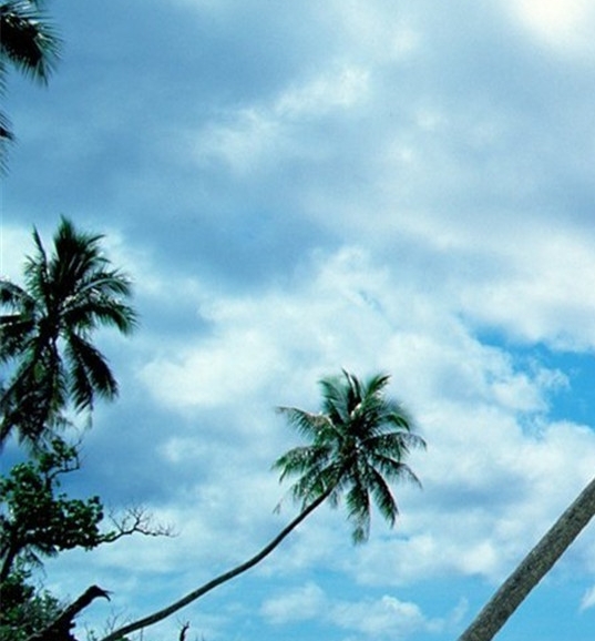 揭阳粉象生活佣金