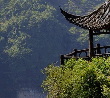 粉象生活种果树