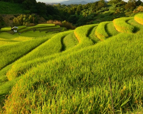 北京粉象生活注册