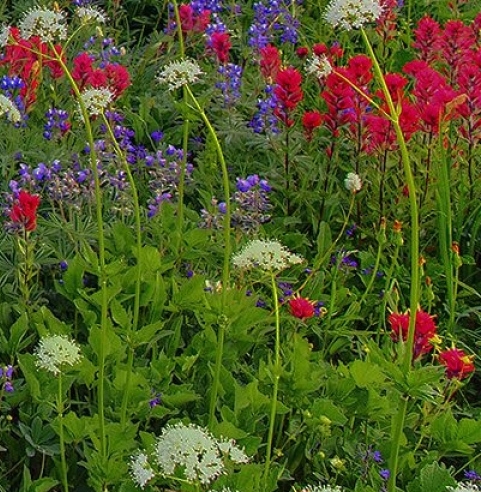 粉象生活的由来