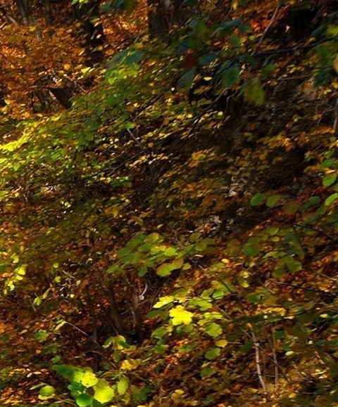 河南粉象生活吧