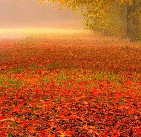 腾讯会议粉象生活