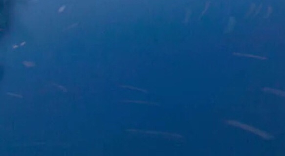 粉象生活买东西怎么送