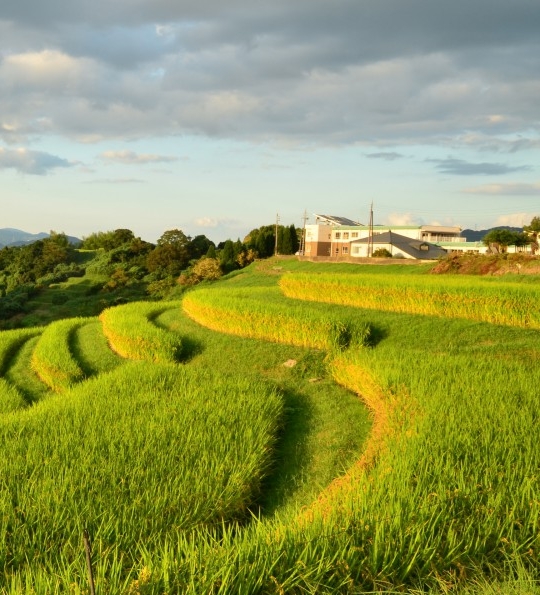 社交电商粉象生活是真的吗