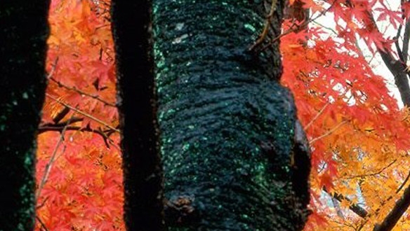 粉象生活怎么用