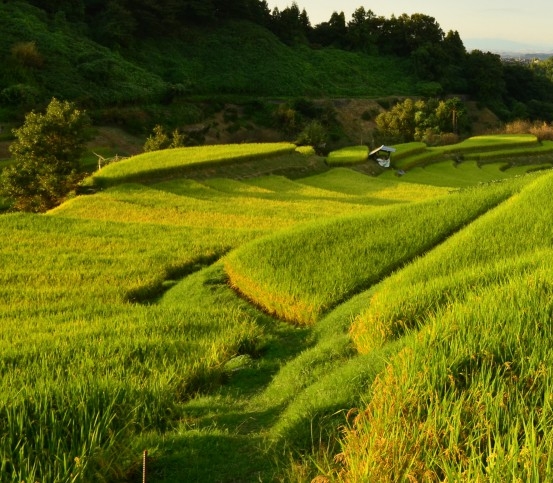 粉象生活日推广50人
