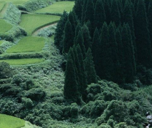 洛川粉象纯k的电话多少钱