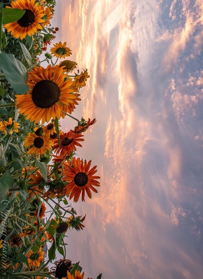 粉象生活还值得推广吗