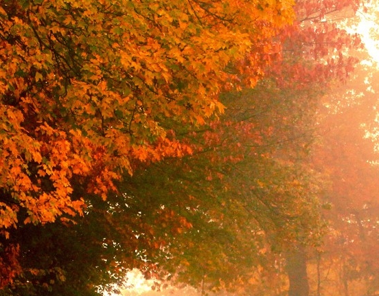 粉象生活粉丝怎么增加