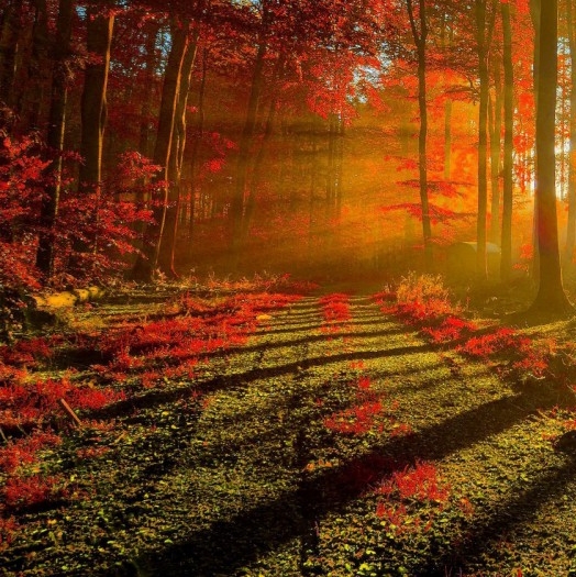 粉象生活招商加盟费多少