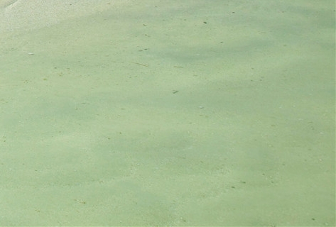 粉象生活购物车是什么