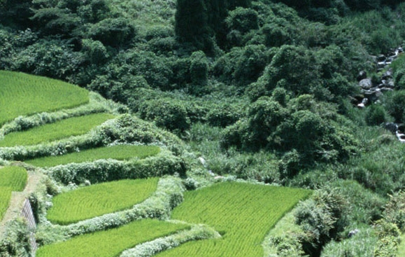 粉象生活佣金比率