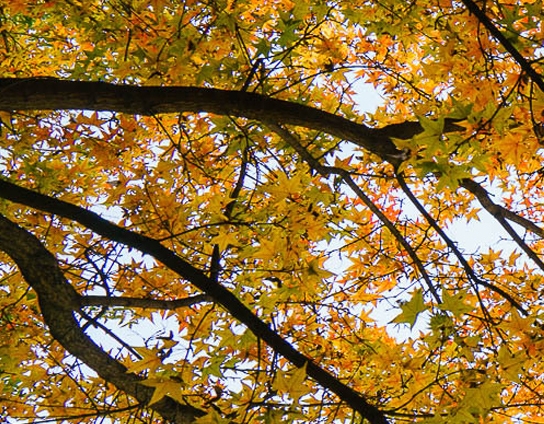 粉象生活如何分享赚钱