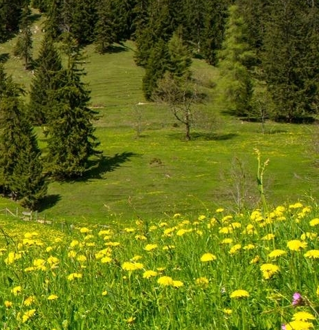 向日葵生活在哪个地方