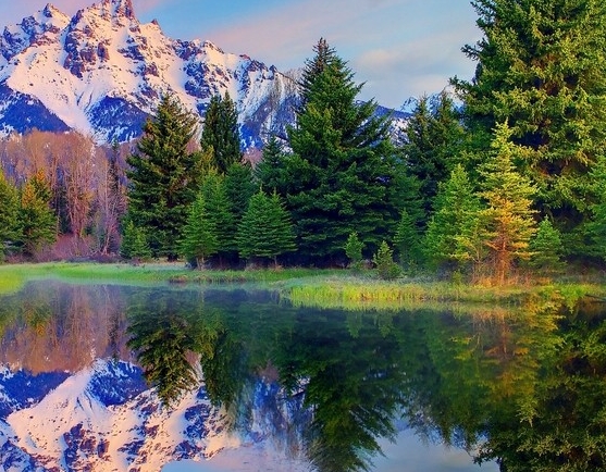 粉象生活锦鲤卡