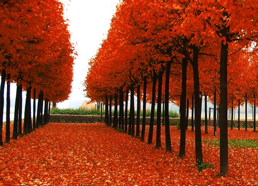 粉象生活邀请码