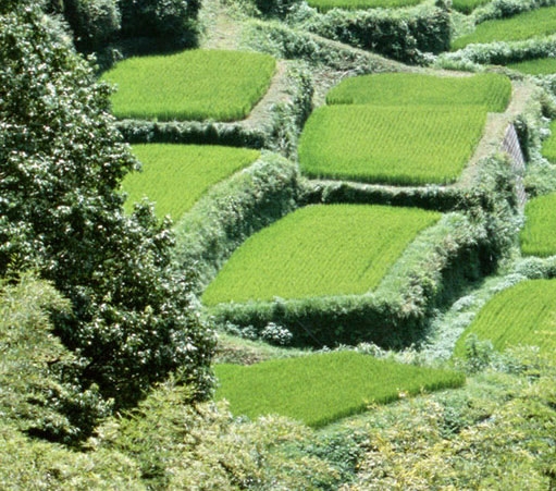 粉象生活的商家怎么加入