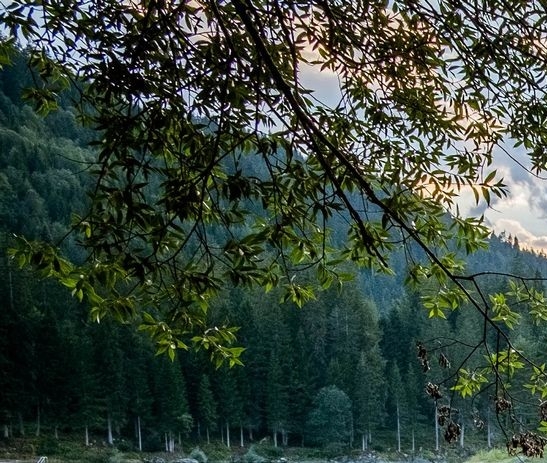 粉象生活下载app