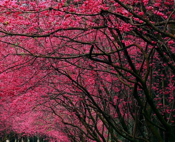 粉象生活市场介绍