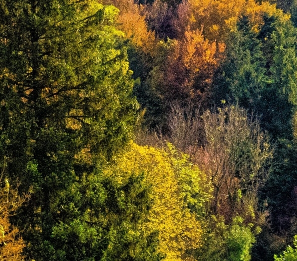 粉象生活佣金利润表
