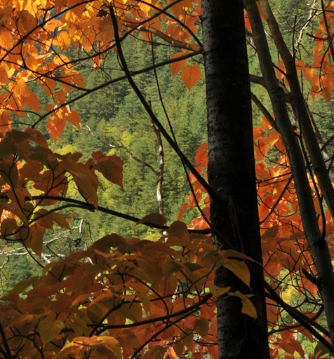 粉象生活粉丝怎么增加