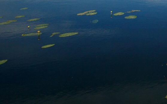 怎么看待粉象生活直播